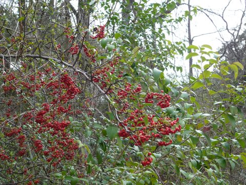 Pyracantha koidzumii habit